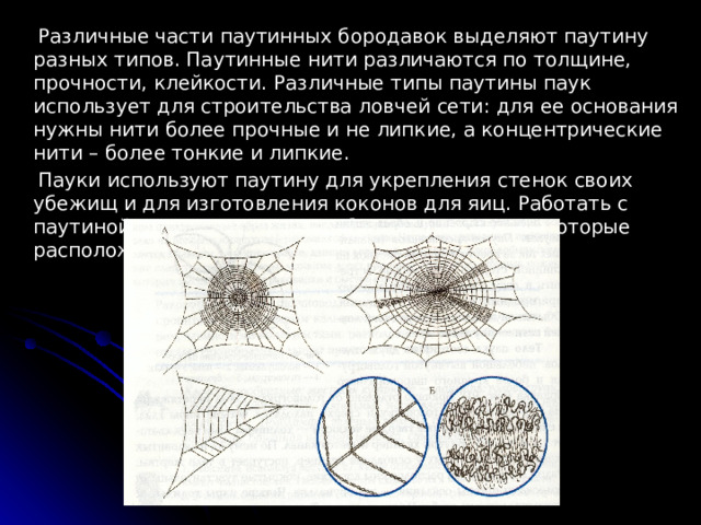  Различные части паутинных бородавок выделяют паутину разных типов. Паутинные нити различаются по толщине, прочности, клейкости. Различные типы паутины паук использует для строительства ловчей сети: для ее основания нужны нити более прочные и не липкие, а концентрические нити – более тонкие и липкие.  Пауки используют паутину для укрепления стенок своих убежищ и для изготовления коконов для яиц. Работать с паутиной пауку помогают гребенчатые коготки, которые расположены на его задних ногах. 