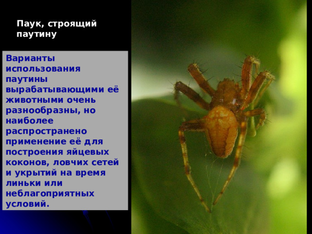 Паук, строящий паутину Варианты использования паутины вырабатывающими её животными очень разнообразны, но наиболее распространено применение её для построения яйцевых коконов, ловчих сетей и укрытий на время линьки или неблагоприятных условий. 