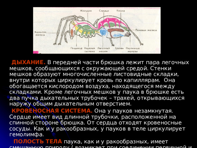 Стенки легочных мешков образованы