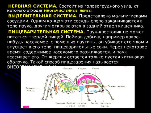  НЕРВНАЯ  СИСТЕМА . Состоит из головогрудного узла, ОТ КОТОРОГО ОТХОДЯТ МНОГОЧИСЛЕННЫЕ НЕРВЫ.  ВЫДЕЛИТЕЛЬНАЯ СИСТЕМА.  Представлена мальпигиевами сосудами. Одним концом эти сосуды слепо заканчиваются в теле паука, другим открываются в задний отдел кишечника.  ПИЩЕВАРИТЕЛЬНАЯ СИСТЕМА . Паук-крестовик не может питаться твердой пищей. Поймав добычу, например какое- нибудь насекомое с помощью паутины, он убивает его ядом и впускает в его тело пищеварительные соки. Через некоторое время содержимое насекомого разжижается, и паук всасывает его. От жертвы остается только пустая хитиновая оболочка. Такой способ пищеварения называется ВНЕОРГАНИЗМЕННЫМ. 