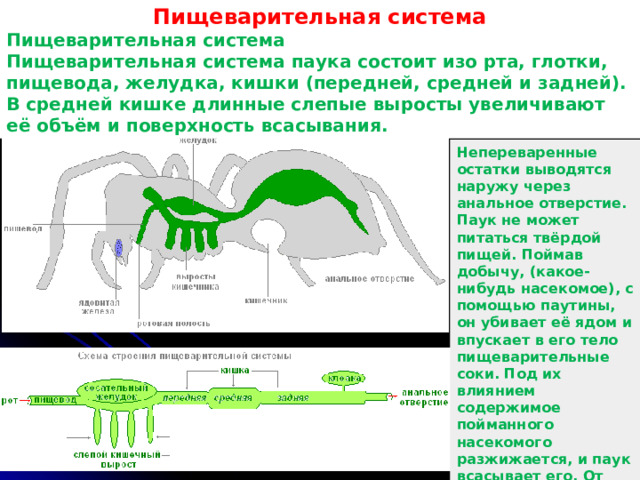 Пищеварительная система Пищеварительная система Пищеварительная система паука состоит изо рта, глотки, пищевода, желудка, кишки (передней, средней и задней). В средней кишке длинные слепые выросты увеличивают её объём и поверхность всасывания . Непереваренные остатки выводятся наружу через анальное отверстие. Паук не может питаться твёрдой пищей. Поймав добычу, (какое-нибудь насекомое), с помощью паутины, он убивает её ядом и впускает в его тело пищеварительные соки. Под их влиянием содержимое пойманного насекомого разжижается, и паук всасывает его. От жертвы остаётся только пустая хитиновая оболочка. Такой способ пищеварения называется внеклеточным 