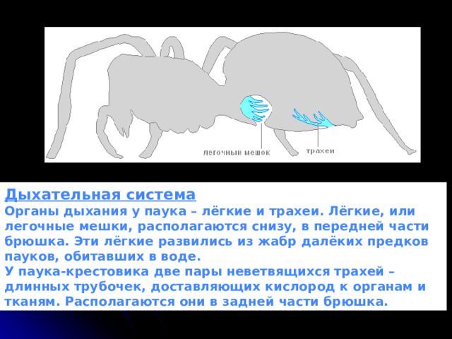 Дыхательная система Органы дыхания у паука – лёгкие и трахеи. Лёгкие, или легочные мешки, располагаются снизу, в передней части брюшка. Эти лёгкие развились из жабр далёких предков пауков, обитавших в воде. У паука-крестовика две пары неветвящихся трахей – длинных трубочек, доставляющих кислород к органам и тканям. Располагаются они в задней части брюшка. 