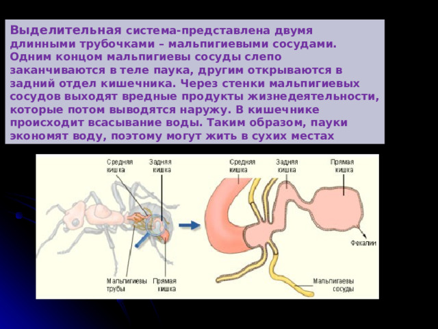 Выделительная система-представлена двумя длинными трубочками – мальпигиевыми сосудами. Одним концом мальпигиевы сосуды слепо заканчиваются в теле паука, другим открываются в задний отдел кишечника. Через стенки мальпигиевых сосудов выходят вредные продукты жизнедеятельности, которые потом выводятся наружу. В кишечнике происходит всасывание воды. Таким образом, пауки экономят воду, поэтому могут жить в сухих местах 