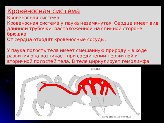 Кровеносная система Кровеносная система Кровеносная система у паука незамкнутая. Сердце имеет вид длинной трубочки, расположенной на спинной стороне брюшка. От сердца отходят кровеносные сосуды. У паука полость тела имеет смешанную природу – в ходе развития она возникает при соединении первичной и вторичной полостей тела. В теле циркулирует гемолимфа. 