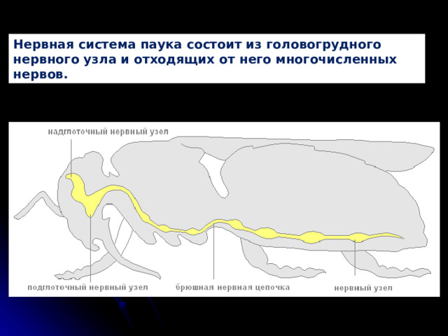 Нервная система паука состоит из головогрудного нервного узла и отходящих от него многочисленных нервов. 