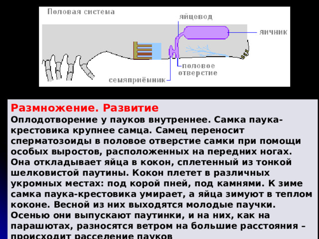 Размножение. Развитие Оплодотворение у пауков внутреннее. Самка паука-крестовика крупнее самца. Самец переносит сперматозоиды в половое отверстие самки при помощи особых выростов, расположенных на передних ногах. Она откладывает яйца в кокон, сплетенный из тонкой шелковистой паутины. Кокон плетет в различных укромных местах: под корой пней, под камнями. К зиме самка паука-крестовика умирает, а яйца зимуют в теплом коконе. Весной из них выходятся молодые паучки. Осенью они выпускают паутинки, и на них, как на парашютах, разносятся ветром на большие расстояния – происходит расселение пауков 