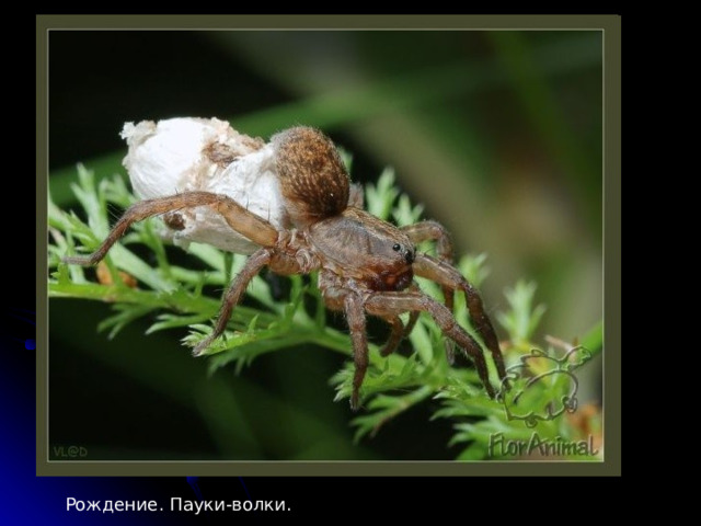 Рождение. Пауки-волки. 