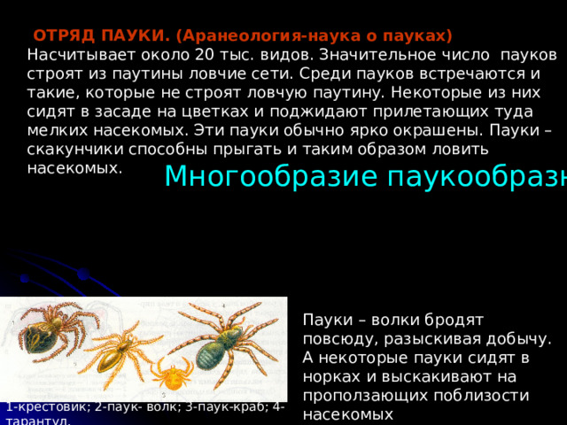  ОТРЯД ПАУКИ. (Аранеология-наука о пауках)  Насчитывает около 20 тыс. видов. Значительное число пауков строят из паутины ловчие сети. Среди пауков встречаются и такие, которые не строят ловчую паутину. Некоторые из них сидят в засаде на цветках и поджидают прилетающих туда мелких насекомых. Эти пауки обычно ярко окрашены. Пауки – скакунчики способны прыгать и таким образом ловить насекомых.   Многообразие паукообразных Пауки – волки бродят повсюду, разыскивая добычу. А некоторые пауки сидят в норках и выскакивают на проползающих поблизости насекомых 1-крестовик; 2-паук- волк; 3-паук-краб; 4-тарантул. 