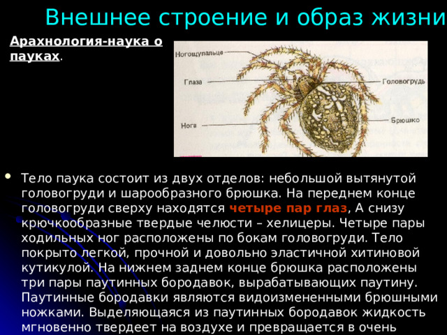 Внешнее строение и образ жизни пауков. Арахнология-наука о пауках . Тело паука состоит из двух отделов: небольшой вытянутой головогруди и шарообразного брюшка. На переднем конце головогруди сверху находятся четыре пар глаз , А снизу крючкообразные твердые челюсти – хелицеры. Четыре пары ходильных ног расположены по бокам головогруди. Тело покрыто легкой, прочной и довольно эластичной хитиновой кутикулой. На нижнем заднем конце брюшка расположены три пары паутинных бородавок, вырабатывающих паутину. Паутинные бородавки являются видоизмененными брюшными ножками. Выделяющаяся из паутинных бородавок жидкость мгновенно твердеет на воздухе и превращается в очень прочную паутинную нить. 