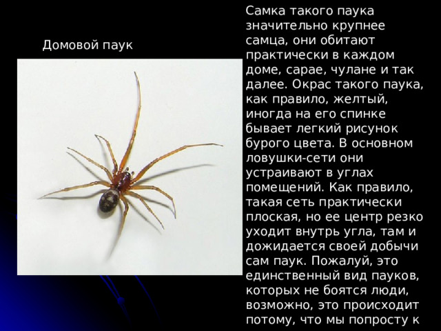 Самка такого паука значительно крупнее самца, они обитают практически в каждом доме, сарае, чулане и так далее. Окрас такого паука, как правило, желтый, иногда на его спинке бывает легкий рисунок бурого цвета. В основном ловушки-сети они устраивают в углах помещений. Как правило, такая сеть практически плоская, но ее центр резко уходит внутрь угла, там и дожидается своей добычи сам паук. Пожалуй, это единственный вид пауков, которых не боятся люди, возможно, это происходит потому, что мы попросту к ним привыкли, и они уже совсем не кажутся нам страшными и неприятными. Домовой паук 