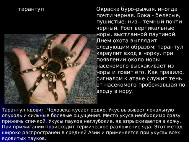 Окраска буро-рыжая, иногда почти черная. Бока - белесые, пушистые; низ - темный почти черный. Роет вертикальные норы, выстланной паутиной. Днем охота выглядит следующим образом: тарантул караулит вход в норку, при появлении около норы насекомого выскакивает из норы и ловит его. Как правило, сигналом к атаке служит тень от насекомого пробежавшая по входу в нору. тарантул Тарантул ядовит. Человека кусает редко. Укус вызывает локальную опухоль и сильные болевые ощущения. Место укуса необходимо сразу прижечь спичкой. Укусы пауков неглубокие, яд впрыскивается в кожу. При прижигании происходит термическое разложение яда. Этот метод широко распространен в средней Азии и применяется при укусах всех ядовитых пауков.   