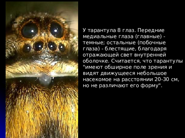 У тарантула 8 глаз. Передние медиальные глаза (главные) - темные; остальные (побочные глаза) - блестящие, благодаря отражающей свет внутренней оболочке. Считается, что тарантулы 