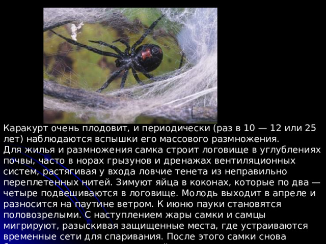 Каракурт очень плодовит, и периодически (раз в 10 — 12 или 25 лет) наблюдаются вспышки его массового размножения. Для жилья и размножения самка строит логовище в углублениях почвы, часто в норах грызунов и дренажах вентиляционных систем, растягивая у входа ловчие тенета из неправильно переплетенных нитей. Зимуют яйца в коконах, которые по два — четыре подвешиваются в логовище. Молодь выходит в апреле и разносится на паутине ветром. К июню пауки становятся половозрелыми. С наступлением жары самки и самцы мигрируют, разыскивая защищенные места, где устраиваются временные сети для спаривания. После этого самки снова бродят в поисках мест для устройства постоянного логовища, где помещают коконы. 