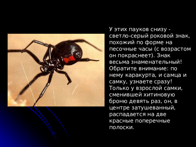 У этих пауков снизу - светло-серый роковой знак, похожий по форме на песочные часы (с возрастом он покраснеет). Знак весьма знаменательный! Обратите внимание: по нему каракурта, и самца и самку, узнаете сразу! Только у взрослой самки, сменившей хитиновую броню девять раз, он, в центре затушеванный, распадается на две красные поперечные полоски.    