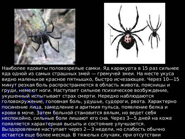 Наиболее ядовиты половозрелые самки. Яд каракурта в 15 раз сильнее яда одной из самых страшных змей — гремучей змеи. На месте укуса видно маленькое красное пятнышко, быстро исчезающее. Через 10—15 минут резкая боль распространяется в область живота, поясницы и груди, немеют ноги. Наступает сильное психическое возбуждение, укушенный испытывает страх смерти. Нередко наблюдаются головокружение, головная боль, удушье, судороги, рвота. Характерно посинение лица, замедление и аритмия пульса, появление белка и крови в моче. Затем больной становится вялым, но ведет себя неспокойно, сильные боли лишают его сна. Через 3—5 дней на коже появляется характерная высыпь и состояние улучшается. Выздоровление наступает через 2—3 недели, но слабость обычно остается еще более месяца. В тяжелых случаях, при отсутствии медицинской помощи, через день-два после укуса наступает смерть. 