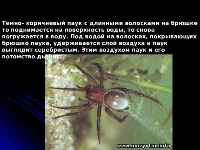 Темно- коричневый паук с длинными волосками на брюшке то поднимается на поверхность воды, то снова погружается в воду. Под водой на волосках, покрывающих брюшко паука, удерживается слой воздуха и паук выглядит серебристым. Этим воздухом паук и его потомство дышат. 