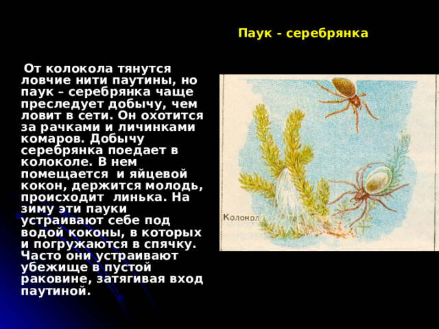 Паук - серебрянка  От колокола тянутся ловчие нити паутины, но паук – серебрянка чаще преследует добычу, чем ловит в сети. Он охотится за рачками и личинками комаров. Добычу серебрянка поедает в колоколе. В нем помещается и яйцевой кокон, держится молодь, происходит линька. На зиму эти пауки устраивают себе под водой коконы, в которых и погружаются в спячку. Часто они устраивают убежище в пустой раковине, затягивая вход паутиной. 