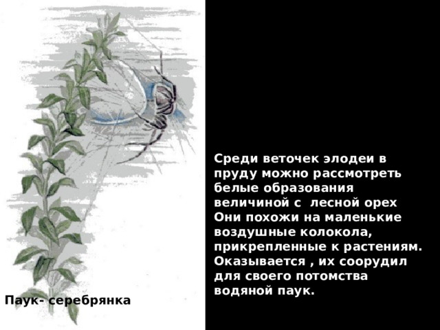 Среди веточек элодеи в пруду можно рассмотреть белые образования величиной с лесной орех Они похожи на маленькие воздушные колокола, прикрепленные к растениям. Оказывается , их соорудил для своего потомства водяной паук. Паук- серебрянка 