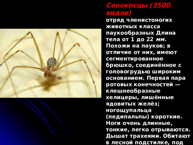 Сенокосцы (3500 видов) отряд членистоногих животных класса паукообразных Длина тела от 1 до 22 мм . Похожи на пауков; в отличие от них, имеют сегментированное брюшко, соединённое с головогрудью широким основанием. Первая пара ротовых конечностей — клешнеобразные хелицеры, лишённые ядовитых желёз; ногощупальца (педипальпы) короткие. Ноги очень длинные, тонкие, легко отрываются. Дышат трахеями. Обитают в лесной подстилке, под корой деревьев, часто встречаются на заборах и строениях. Ведут ночной образ жизни; хищники  