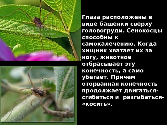 Глаза расположены в виде башенки сверху головогруди. Сенокосцы способны к самокалечению. Когда хищник хватает их за ногу, животное отбрасывает эту конечность, а само убегает. Причем оторванная конечность продолжает двигаться- сгибаться и разгибаться- «косить». 