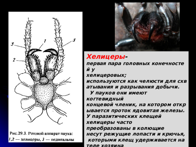 Хелицеры - первая пара головных конечностей у  хелицеровых; используются как челюсти для схватывания и разрывания добычи.    У пауков они имеют когтевидный  концевой членик, на котором открывается проток ядовитая железы. У паразитических клещей хелицеры часто преобразованы в колющие  несут режущие лопасти и крючья, которыми клещ удерживается на теле хозяина .  