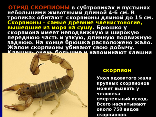  ОТРЯД СКОРПИОНЫ в субтропиках и пустынях небольшими животными длиной 4-6 см. В тропиках обитают скорпионы длиной до 15 см. Скорпионы – самые древние членистоногие, вышедшие из моря на сушу . Брюшко у скорпиона имеет неподвижную и широкую переднюю часть и узкую, длинную подвижную заднюю. На конце брюшка расположено жало. Жалом скорпионы убивают свою добычу. Клешни- очень большие и напоминают клешни раков. скорпион Укол ядовитого жала крупных скорпионов может вызвать у человека смертельный исход. Всего насчитывают около 750 видов скорпионов . 