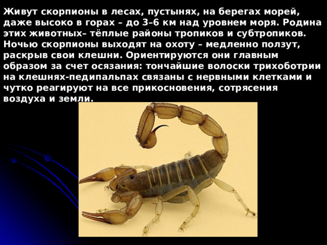 Живут скорпионы в лесах, пустынях, на берегах морей, даже высоко в горах – до 3–6 км над уровнем моря. Родина этих животных– тёплые районы тропиков и субтропиков. Ночью скорпионы выходят на охоту – медленно ползут, раскрыв свои клешни. Ориентируются они главным образом за счет осязания: тончайшие волоски трихоботрии на клешнях-педипальпах связаны с нервными клетками и чутко реагируют на все прикосновения, сотрясения воздуха и земли. 
