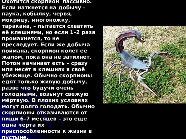 Охотится скорпион  пассивно. Если наткнется на добычу – паука, кобылку, червя, мокрицу, многоножку, таракана, – пытается схватить её клешнями, но если 1–2 раза промахнется, то не преследует. Если же добыча поймана, скорпион колет её жалом, пока она не затихнет. Потом начинает есть – сразу или несёт в клешнях в своё убежище. Обычно скорпионы едят только живую добычу, разве что будучи очень голодными, возьмут свежую мёртвую. В плохих условиях могут долго голодать. Обычно скорпионы отказываются от пищи 6–7 месяцев – это еще одна черта их приспособленности к жизни в пустыне.  