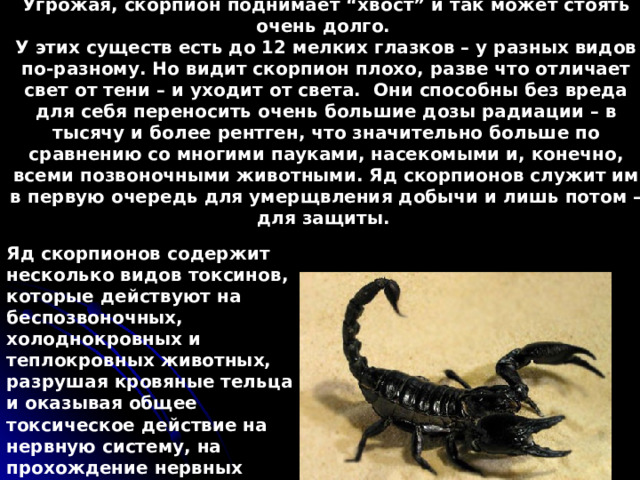 Угрожая, скорпион поднимает “хвост” и так может стоять очень долго.  У этих существ есть до 12 мелких глазков – у разных видов по-разному. Но видит скорпион плохо, разве что отличает свет от тени – и уходит от света.  Они способны без вреда для себя переносить очень большие дозы радиации – в тысячу и более рентген, что значительно больше по сравнению со многими пауками, насекомыми и, конечно, всеми позвоночными животными. Яд скорпионов служит им в первую очередь для умерщвления добычи и лишь потом – для защиты. Яд скорпионов содержит несколько видов токсинов, которые действуют на беспозвоночных, холоднокровных и теплокровных животных, разрушая кровяные тельца и оказывая общее токсическое действие на нервную систему, на прохождение нервных импульсов.  