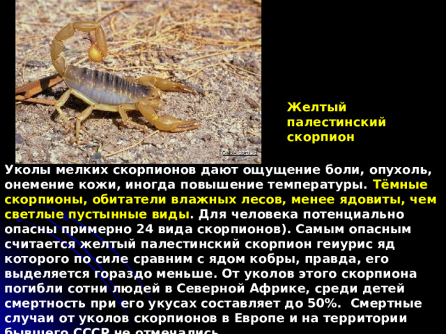 Желтый палестинский скорпион Уколы мелких скорпионов дают ощущение боли, опухоль, онемение кожи, иногда повышение температуры. Тёмные скорпионы, обитатели влажных лесов, менее ядовиты, чем светлые пустынные виды . Для человека потенциально опасны примерно 24 вида скорпионов). Самым опасным считается желтый палестинский скорпион геиурис яд которого по силе сравним с ядом кобры, правда, его выделяется гораздо меньше. От уколов этого скорпиона погибли сотни людей в Северной Африке, среди детей смертность при его укусах составляет до 50%.  Смертные случаи от уколов скорпионов в Европе и на территории бывшего СССР не отмечались . 