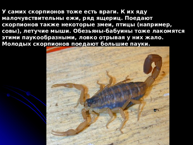 У самих скорпионов тоже есть враги. К их яду малочувствительны ежи, ряд ящериц. Поедают скорпионов также некоторые змеи, птицы (например, совы), летучие мыши. Обезьяны-бабуины тоже лакомятся этими паукообразными, ловко отрывая у них жало. Молодых скорпионов поедают большие пауки. 