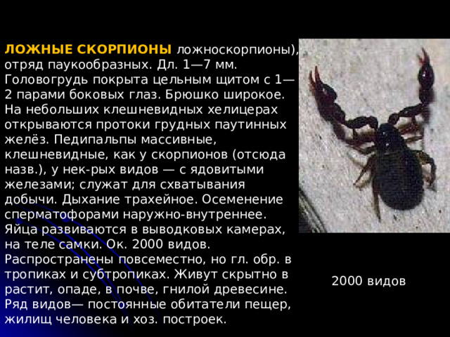 ЛОЖНЫЕ СКОРПИОНЫ ложноскорпионы), отряд паукообразных. Дл. 1—7 мм. Головогрудь покрыта цельным щитом с 1—2 парами боковых глаз. Брюшко широкое. На небольших клешневидных хелицерах открываются протоки грудных паутинных желёз. Педипальпы массивные, клешневидные, как у скорпионов (отсюда назв.), у нек-рых видов — с ядовитыми железами; служат для схватывания добычи. Дыхание трахейное. Осеменение сперматофорами наружно-внутреннее. Яйца развиваются в выводковых камерах, на теле самки. Ок. 2000 видов. Распространены повсеместно, но гл. обр. в тропиках и субтропиках. Живут скрытно в растит, опаде, в почве, гнилой древесине. Ряд видов— постоянные обитатели пещер, жилищ человека и хоз. построек. 2000 видов 