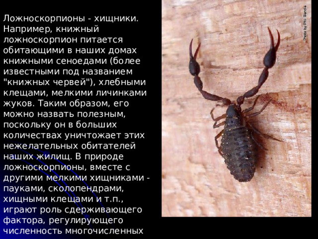 Ложноскорпионы - хищники. Например, книжный ложноскорпион питается обитающими в наших домах книжными сеноедами (более известными под названием 