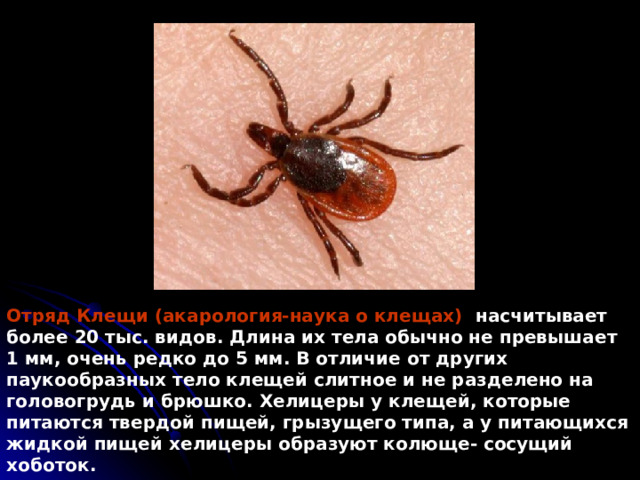 Отряд Клещи (акарология-наука о клещах) насчитывает более 20 тыс. видов. Длина их тела обычно не превышает 1 мм, очень редко до 5 мм. В отличие от других паукообразных тело клещей слитное и не разделено на головогрудь и брюшко. Хелицеры у клещей, которые питаются твердой пищей, грызущего типа, а у питающихся жидкой пищей хелицеры образуют колюще- сосущий хоботок. 