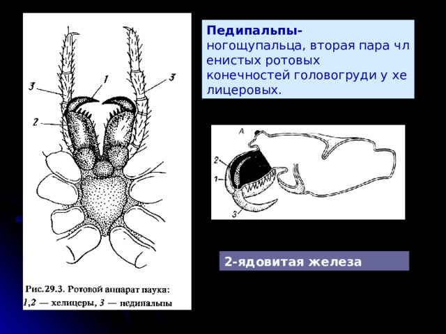 Педипальпы- ногощупальца, вторая пара членистых ротовых конечностей головогруди у хелицеровых.  2-ядовитая железа 