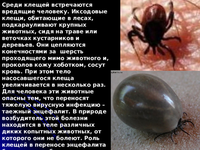 Среди клещей встречаются вредящие человеку. Иксодовые клещи, обитающие в лесах, подкарауливают крупных животных, сидя на траве или веточках кустарников и деревьев. Они цепляются конечностями за шерсть проходящего мимо животного и, проколов кожу хоботком, сосут кровь. При этом тело насосавшегося клеща увеличивается в несколько раз. Для человека эти животные опасны тем, что переносят тяжелую вирусную инфекцию – таежный энцефалит. В природе возбудитель этой болезни находится в теле различных диких копытных животных, от которого они не болеют. Роль клещей в переносе энцефалита была вскрыта благодаря самоотверженной работе группы ученых во главе с академиком Е.Н.Павловским и Л.А. Зильбером .  