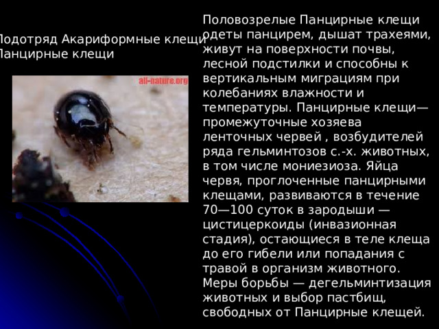 Половозрелые Панцирные клещи одеты панцирем, дышат трахеями, живут на поверхности почвы, лесной подстилки и способны к вертикальным миграциям при колебаниях влажности и температуры. Панцирные клещи— промежуточные хозяева ленточных червей , возбудителей ряда гельминтозов с.-х. животных, в том числе мониезиоза. Яйца червя, проглоченные панцирными клещами, развиваются в течение 70—100 суток в зародыши — цистицеркоиды (инвазионная стадия), остающиеся в теле клеща до его гибели или попадания с травой в организм животного. Меры борьбы — дегельминтизация животных и выбор пастбищ, свободных от Панцирные клещей. Подотряд Акариформные клещи Панцирные клещи 