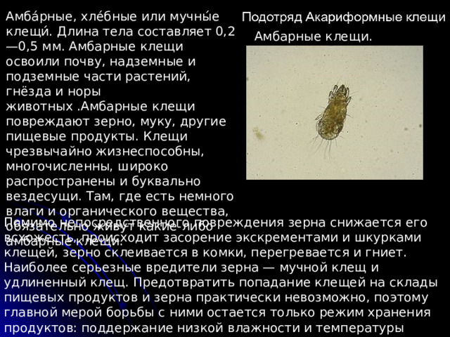 Амба́рные, хле́бные или мучны́е клещи́. Длина тела составляет 0,2—0,5 мм. Амбарные клещи освоили почву, надземные и подземные части растений, гнёзда и норы животных .Амбарные клещи повреждают зерно, муку, другие пищевые продукты. Клещи чрезвычайно жизнеспособны, многочисленны, широко распространены и буквально вездесущи. Там, где есть немного влаги и органического вещества, обязательно живут какие-либо амбарные клещи. Амбарные клещи. Помимо непосредственного повреждения зерна снижается его всхожесть, происходит засорение экскрементами и шкурками клещей, зерно склеивается в комки, перегревается и гниет. Наиболее серьезные вредители зерна — мучной клещ и удлиненный клещ. Предотвратить попадание клещей на склады пищевых продуктов и зерна практически невозможно, поэтому главной мерой борьбы с ними остается только режим хранения продуктов: поддержание низкой влажности и температуры 