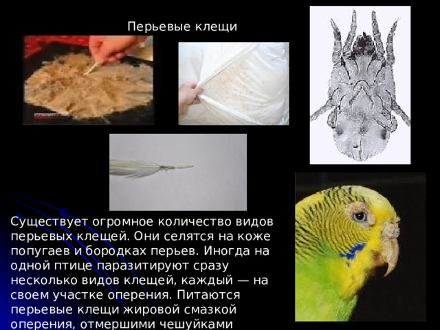 Перьевые клещи Существует огромное количество видов перьевых клещей. Они селятся на коже попугаев и бородках перьев. Иногда на одной птице паразитируют сразу несколько видов клещей, каждый — на своем участке оперения. Питаются перьевые клещи жировой смазкой оперения, отмершими чешуйками эпидермиса перьев и кожи. 