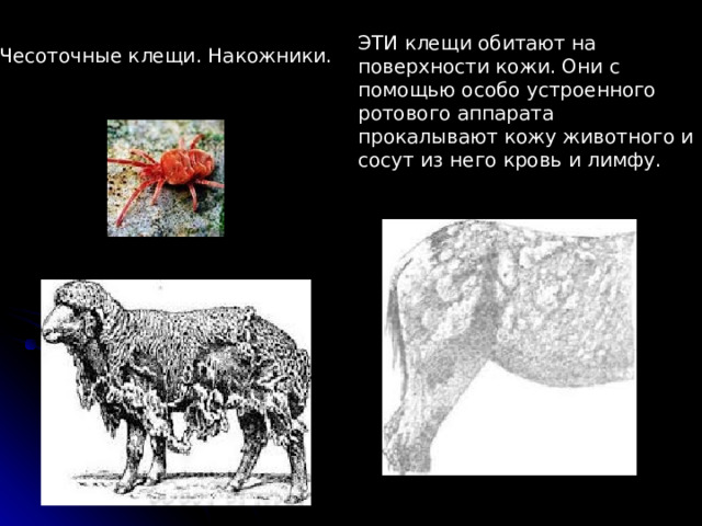 ЭТИ клещи обитают на поверхности кожи. Они с помощью особо устроенного ротового аппарата прокалывают кожу животного и сосут из него кровь и лимфу. Чесоточные клещи. Накожники. 