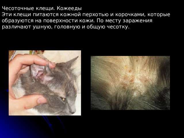 Чесоточные клещи. Кожееды Эти клещи питаются кожной перхотью и корочками, которые образуются на поверхности кожи. По месту заражения различают ушную, головную и общую чесотку. 