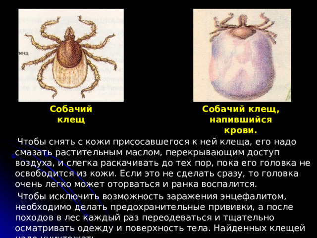 Собачий клещ Собачий клещ, напившийся крови.  Чтобы снять с кожи присосавшегося к ней клеща, его надо смазать растительным маслом, перекрывающим доступ воздуха, и слегка раскачивать до тех пор, пока его головка не освободится из кожи. Если это не сделать сразу, то головка очень легко может оторваться и ранка воспалится.  Чтобы исключить возможность заражения энцефалитом, необходимо делать предохранительные прививки, а после походов в лес каждый раз переодеваться и тщательно осматривать одежду и поверхность тела. Найденных клещей надо уничтожать. 