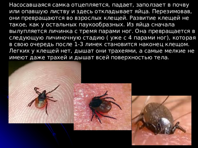 Насосавшаяся самка отцепляется, падает, заползает в почву или опавшую листву и здесь откладывает яйца. Перезимовав, они превращаются во взрослых клещей. Развитие клещей не такое, как у остальных паукообразных. Из яйца сначала вылупляется личинка с тремя парами ног. Она превращается в следующую личиночную стадию ( уже с 4 парами ног), которая в свою очередь после 1-3 линек становится наконец клещом. Легких у клещей нет, дышат они трахеями, а самые мелкие не имеют даже трахей и дышат всей поверхностью тела. . 