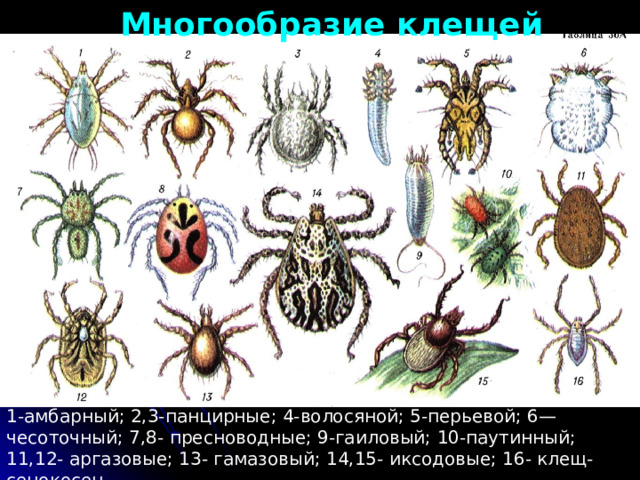 Многообразие клещей 1-амбарный; 2,3-панцирные; 4-волосяной; 5-перьевой; 6—чесоточный; 7,8- пресноводные; 9-гаиловый; 10-паутинный; 11,12- аргазовые; 13- гамазовый; 14,15- иксодовые; 16- клещ-сенокосец. 