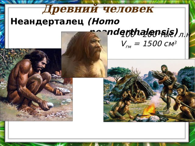 Древний человек Неандерталец  (Homo neanderthalensis ) 1 00 - 200 тыс. л.н. V гм = 1 5 00 см 3 
