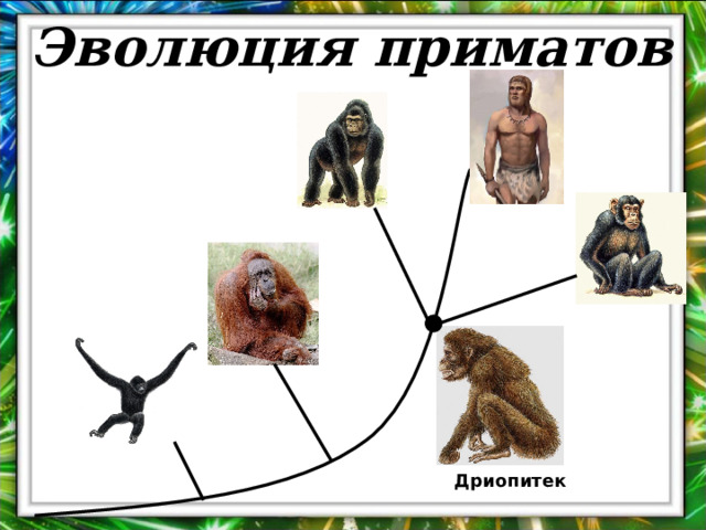 Эволюция приматов Дриопитек 