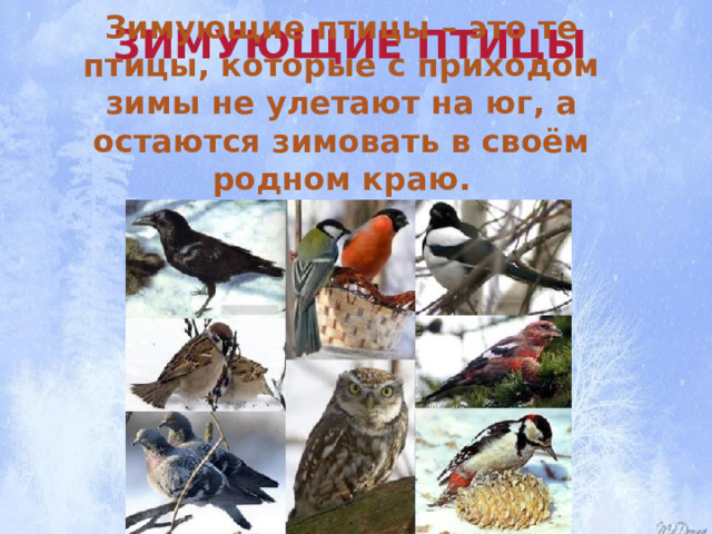Зимующие птицы Зимующие птицы – это те птицы, которые с приходом зимы не улетают на юг, а остаются зимовать в своём родном краю. 
