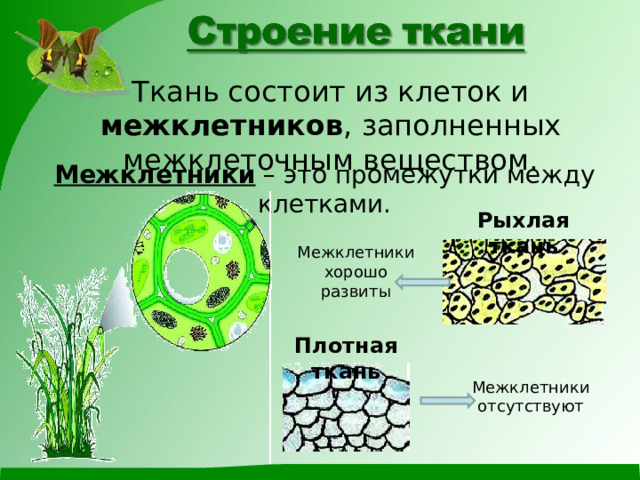 Ткань состоит из клеток и межклетников , заполненных межклеточным веществом. Межклетники – это промежутки между клетками. Рыхлая ткань Межклетники хорошо развиты Плотная ткань Межклетники отсутствуют 