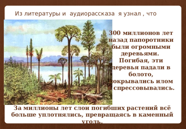 Из литературы и аудиорассказа я узнал , что 300 миллионов лет назад папоротники были огромными деревьями. Погибая, эти деревья падали в болото, покрывались илом и спрессовывались. За миллионы лет слои погибших растений всё больше уплотнялись, превращаясь в каменный уголь. 