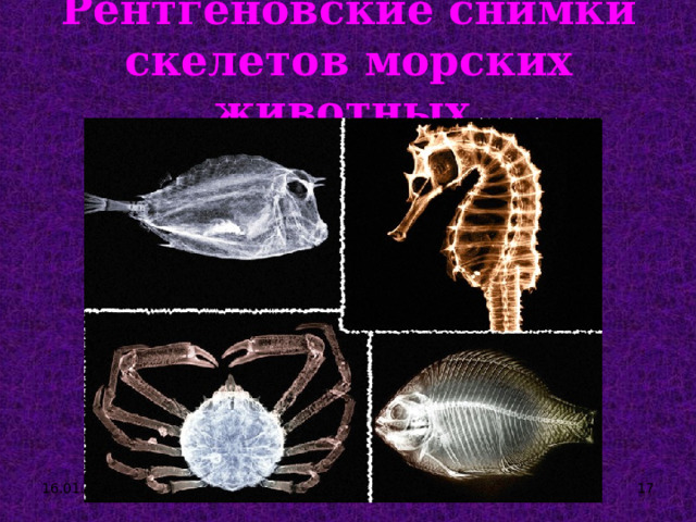 Рентгеновские снимки скелетов морских животных. 16.01.24  